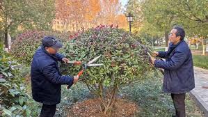 2026世界杯官网 松原城市绿化常用的植物和花